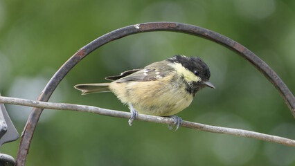 Coal Tit sitting on a gate in a wood in UK