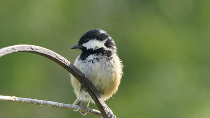 Coal Tit sitting on a gate in a wood in UK