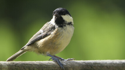 Fototapeta premium Coal Tit sitting on a gate in a wood in UK