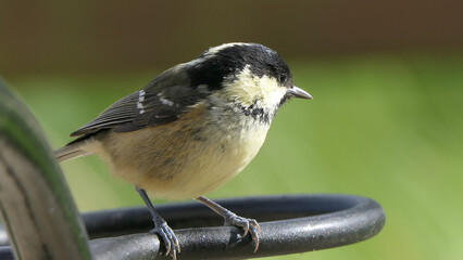 Coal Tit sitting on a gate in a wood in UK