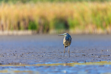 Gray heron fishing on the lake.