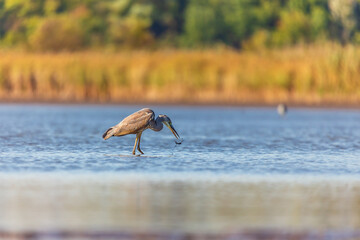 Gray heron fishing on the lake.