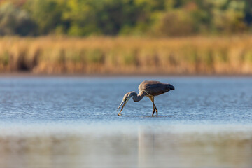 Gray heron fishing on the lake.