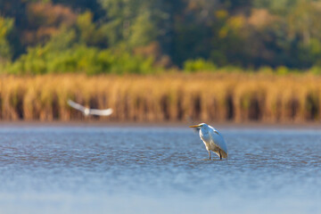 Great egret fishing on the lake.