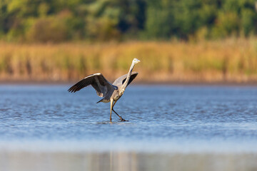 Gray heron fishing on the lake.