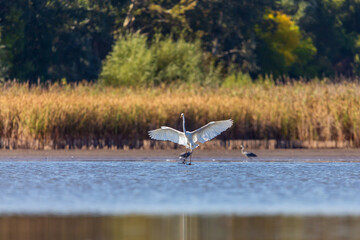 Great egret fishing on the lake.