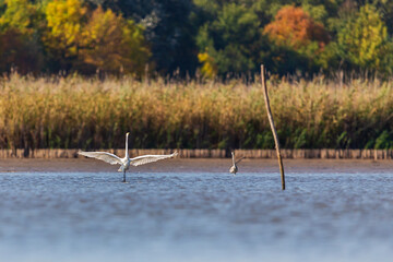 Great egret fishing on the lake.