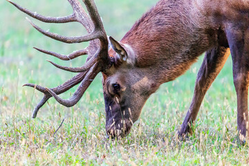 Deer grazing in the field.