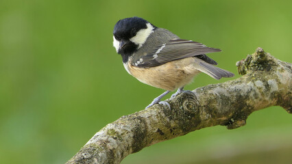 Coal Tit sitting on a tree in a wood UK