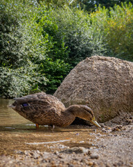 duck in front of a rock