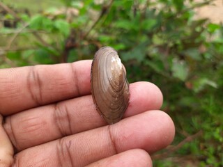 Unio pictorum shell.
Unio pictorum or painter's mussel is a species of medium sized...