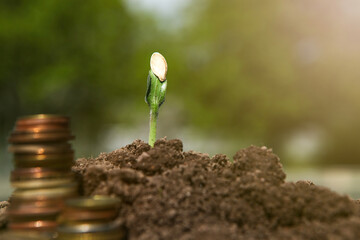 coins in soil with young plant.