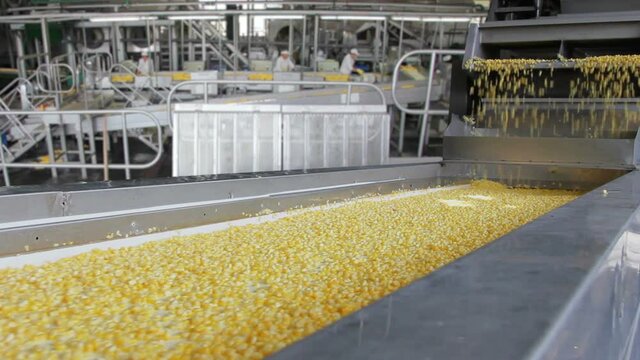 Industrial production of corn in food processing plant. Transport corn grains on a conveyor belt, people working, sorting and processing in food factory. Close up, indoors footage
