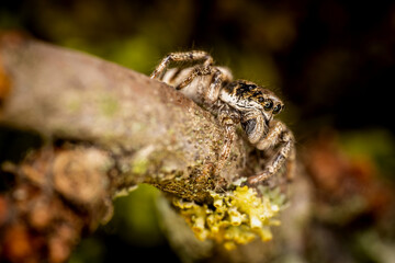 Obraz premium Zebra jumping spider salticus scenicus