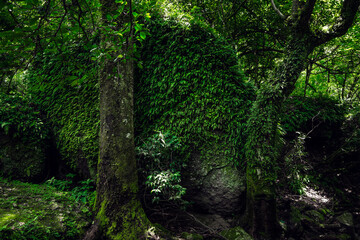 Beautiful tropical forest. Trees textures in humid green forest. Sustainable tourism concept. Hike in the green forest. Trekking concept. Amatlán, Mexico
