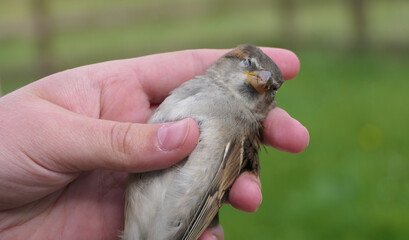 Dead House Sparrow feeding in womans hand