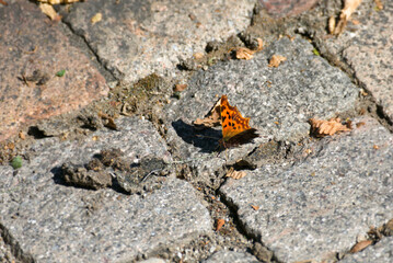 Comma butterfly (Polygonia c-album) sitting on a stone path in Zurich, Switzerland