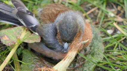 Common chaffinch sick with Trichomonosis Fat finch UK