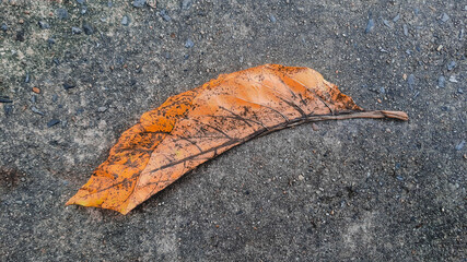 orange leaves
background
leaf
dry leaves