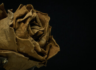 Yellow Roses withered on black background.