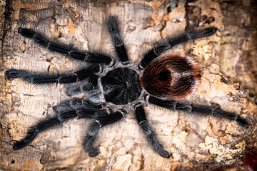 Argentinian black tarantula Grammostola iheringi