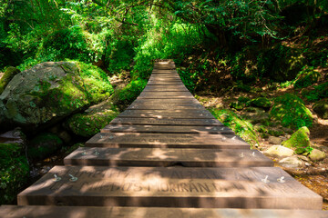 Beautiful suspension bridge in tropical forest, scenic landscape for trekking with forest. Sustainable tourism concept. Amatlán, Mexico. Amatlán, Mexico.