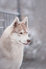 siberian husky dog in the winter