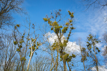 The trees with full of mistletoe in the forest