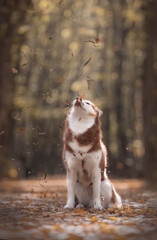 siberian husky Dog in the autumn
