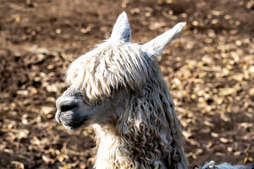 Fototapeta premium expressive alpaca face close-up on a sunny day 