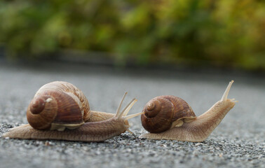 group of 3 helix snails going on an adventure, escargots exploring the world