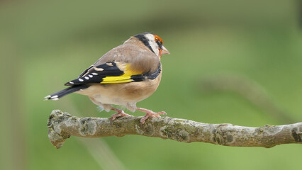 Goldfinch on a branch in a wood in UK