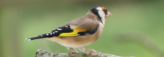 Goldfinch on a branch in a wood in UK