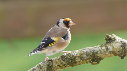 Goldfinch on a branch in a wood in UK