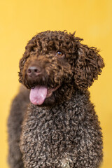 portrait of water dog on yellow background