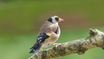 Goldfinch on a branch in a wood in UK