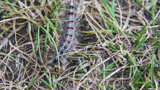 Gingerbread gipsy moth (Lymantria dispar) caterpillar - Moth gives mass outbreaks of reproduction in countries of world as quarantine pest, herbivorous omnivore
