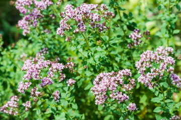 Beautiful oregano flowers in a summer garden
