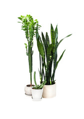 Potted succulents (Euphorbia trigona, Huernia and Sansevieria)