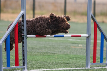 small brown water dog doing agiliti jumping a stick in profile on the grass