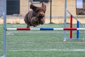 small brown water dog doing agiliti jumping a stick on the grass