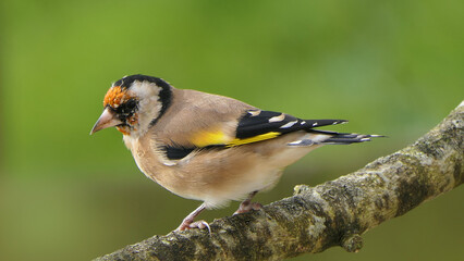 Goldfinch on a branch in a wood in UK