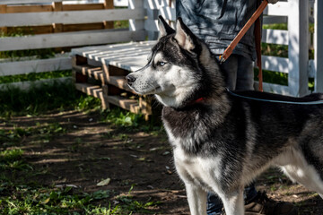 husky dog is resting while waiting for a walk on a sunny day 