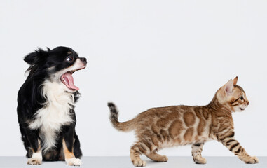 Funny dog looks at a walking cat on a gray background.