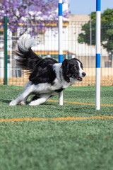 border collie doing agiliti on grass in vertical format between two sticks