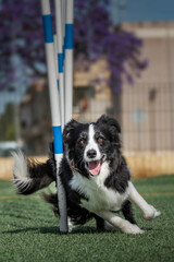 border collie doing agiliti on grass facing the camera