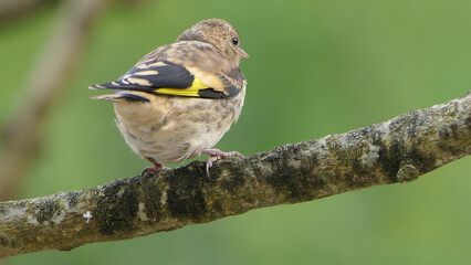 Goldfinch on a branch in wood in UK