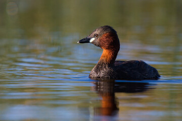Tachybaptus ruficollis in water