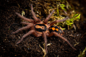 Pumpkin patch tarantula hapalopus formosus