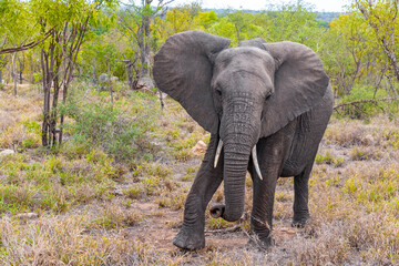 Big FIVE African elephant Kruger National Park safari South Africa.